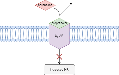 Diagram showing propranolol binding to beta-1 adrenoreceptor, not activating it and blocking adrenaline from binding, resulting in no increase in heart rate.