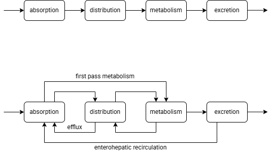 Diagram showing ADME as absorption then distribution then metabolism then excretion and separate diagram showing more complicated model with cyclical and reversed processes.